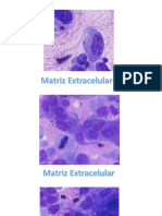 Matriz Extracelular 1