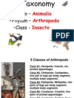 Insect Classification No Background