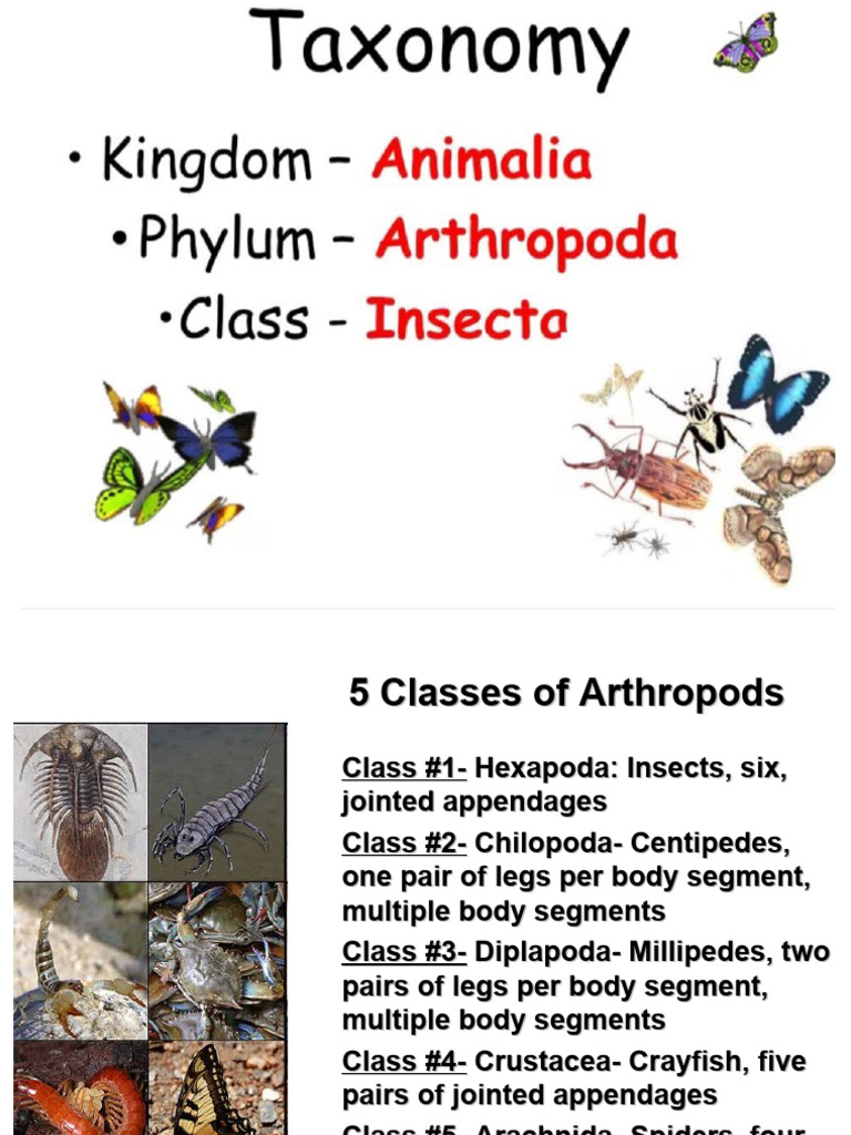 Insecta Classification and Orders Overview | PDF | Insects | Fly