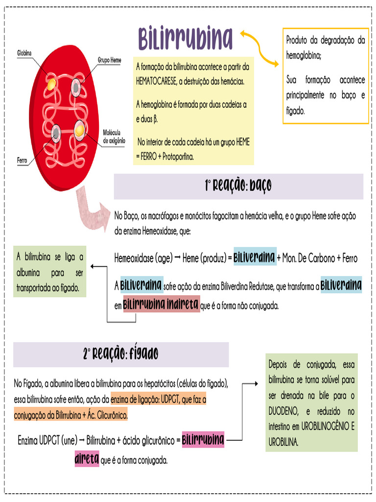 Metabolismo da Bilirrubina e Urobilinogênio | PDF