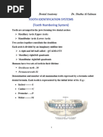 Dental Tooth Numbering Systems Explained | PDF | Dentistry | Dental Anatomy