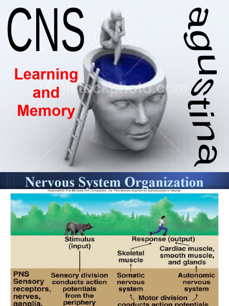 Learning And Memory Pdf