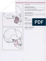 Muscoli - Anatomia Funzionale