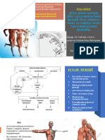 Лекція 4. Роль Спинного Мозку Та Стовбуру Мозку у Регуляції Рухових Функцій