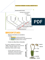 El Linaje de Las Plantas Verdes - Briófitas