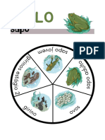 Ciclo de Vida (Sapo)