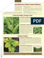 2014 Crop Nutrient Deficiency Photo Contest Winners: Featured Category (Forage Crops)