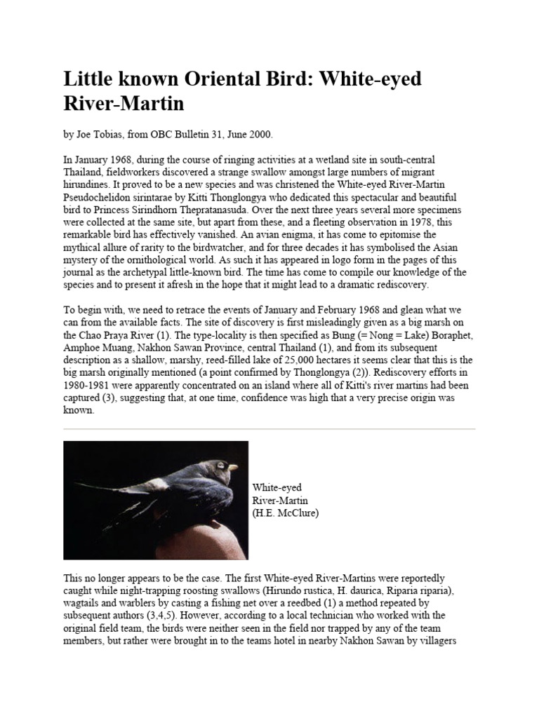 Little known oriental bird white eyed river martin pdf birds