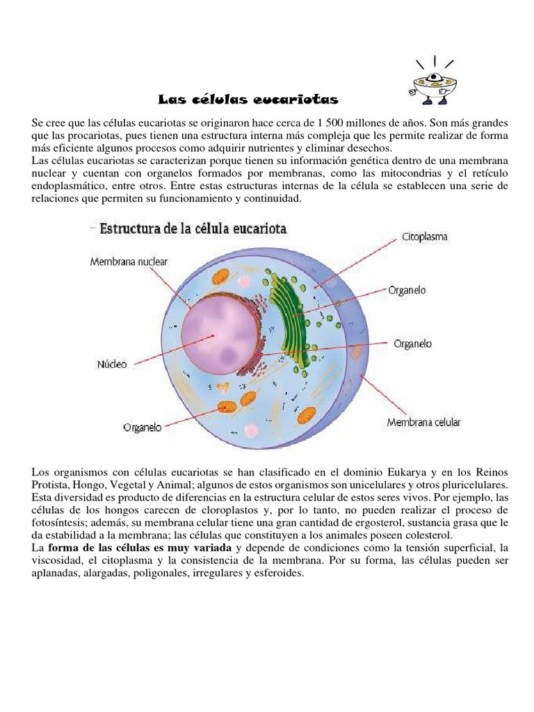 Estructura y partes de la célula eucariota | PDF | Citoplasma ...