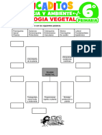 Histologia Vegetal para Sexto Grado de Primaria