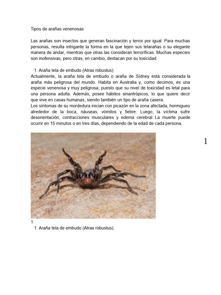 Tipos de arañas venenosas | PDF | Araña | Arácnidos