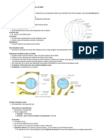 Anatomía Del Ojo 2 Globo Ocular