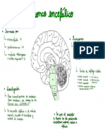 Neuroanatomia 