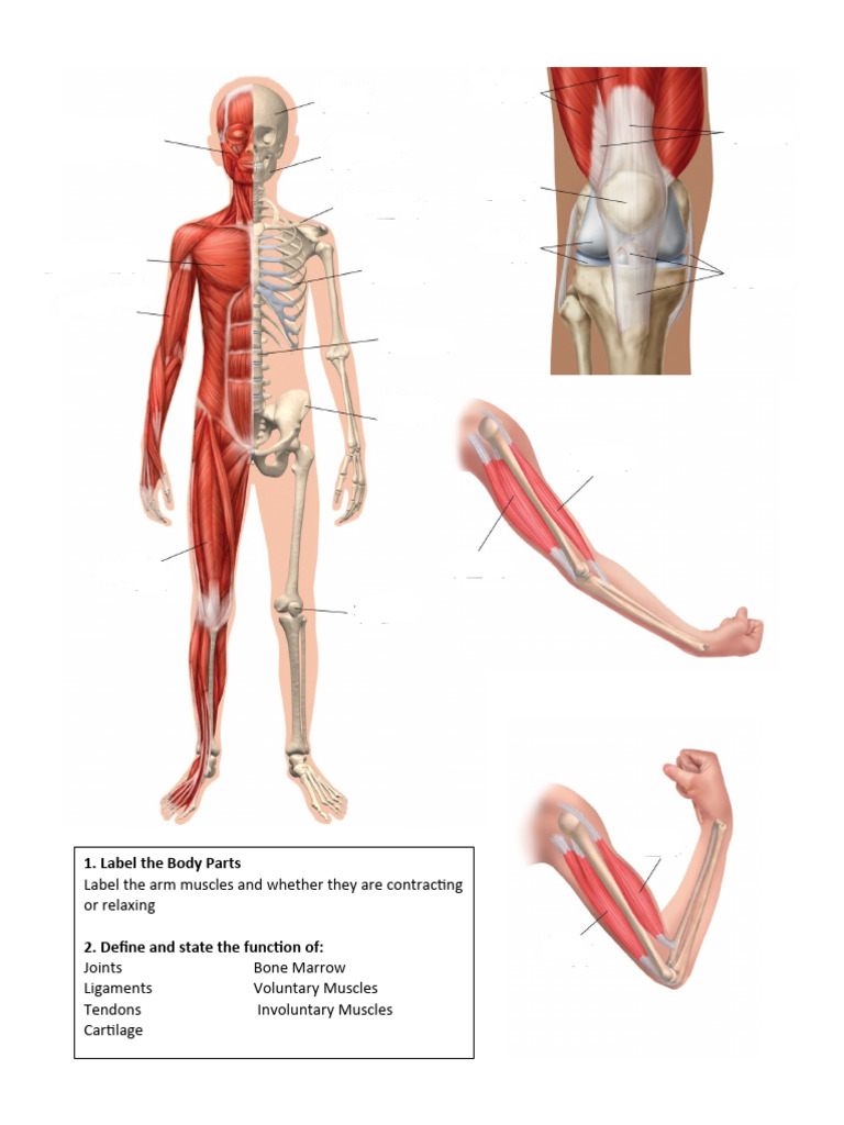 Arm Muscles and Functions Diagram | PDF | Science & Mathematics | History