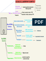 Diferenciación de Membrana