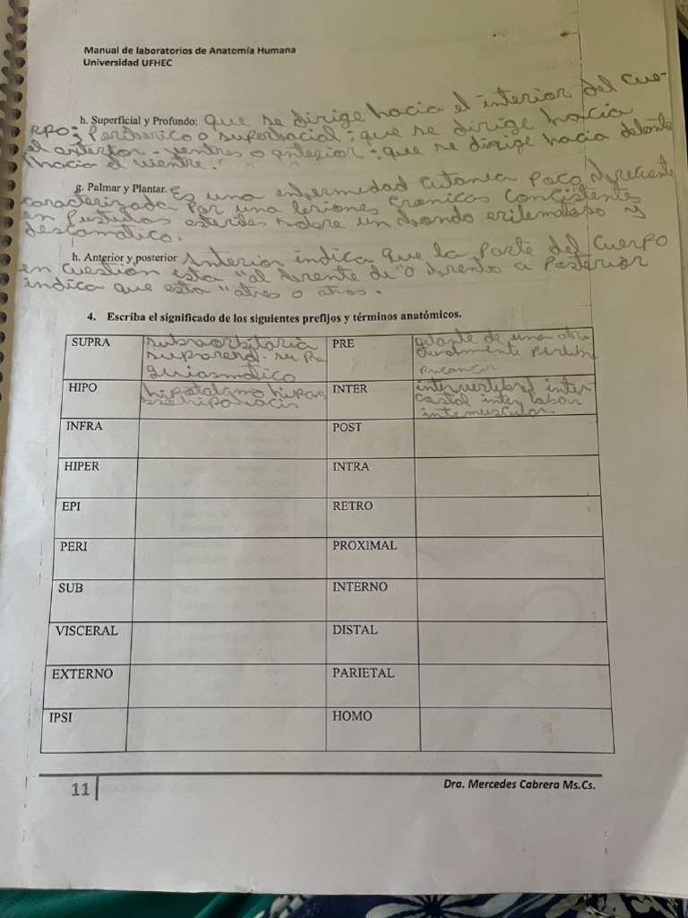 Guias De Prácticas Anatomía Humana Pdf