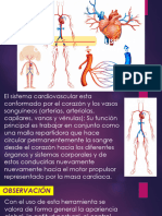 Evaluación DEL SISTEMA CARDIOVASCULAR EN NIÑOS