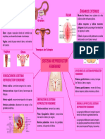 Mapa Mental Sistema Reproductor Femenino