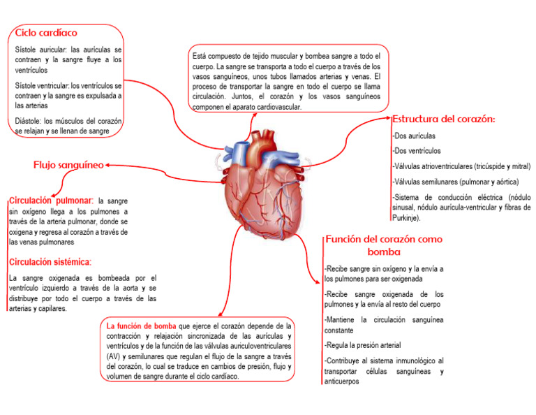 Mapa conceptual del corazón humano | PDF | Corazón | Sistema circulatorio