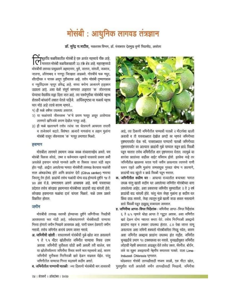 Sweet Lime Marathi Meaning