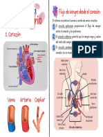 Sistema Circulatorio - 3a