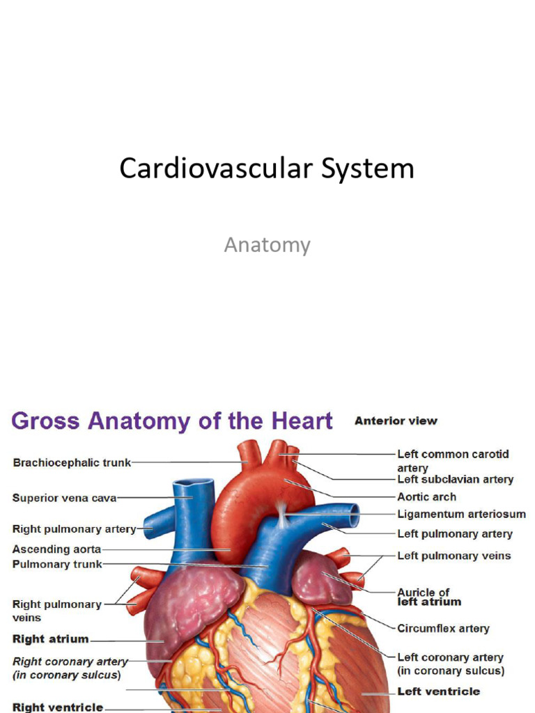 Cardiovascular System Biology Diagrams
