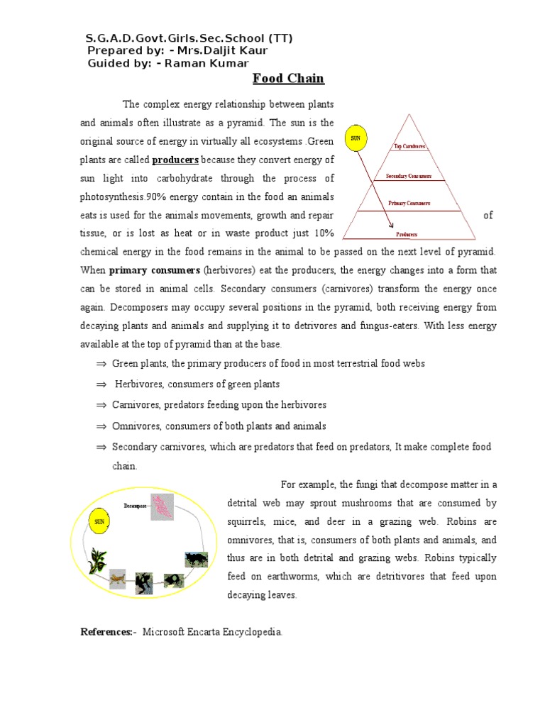 Food Chain | PDF