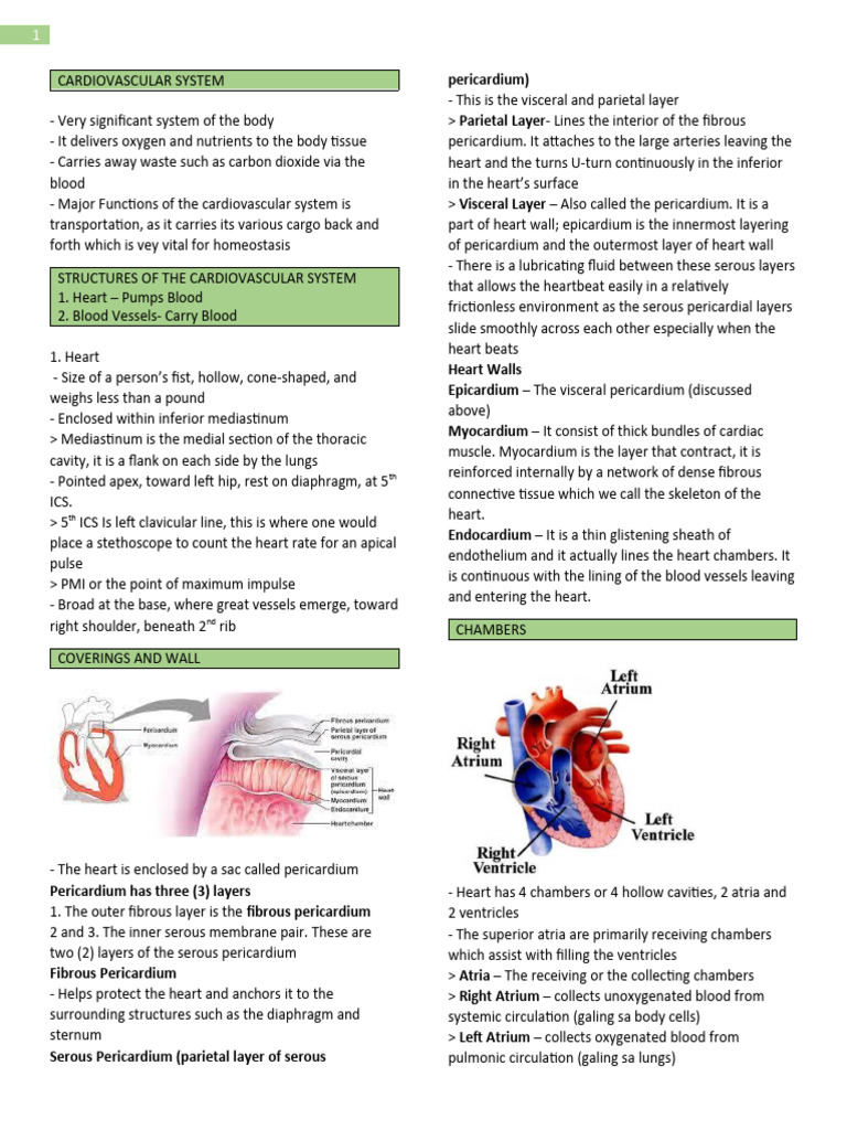 Cardiovascular System Notes | PDF | Heart | Heart Valve