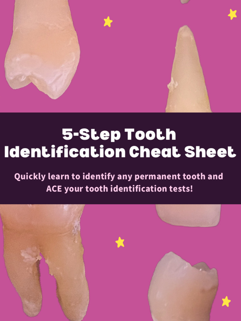 Click Here To Download Cheat Sheet!!! PDF Dental Anatomy Dentistry