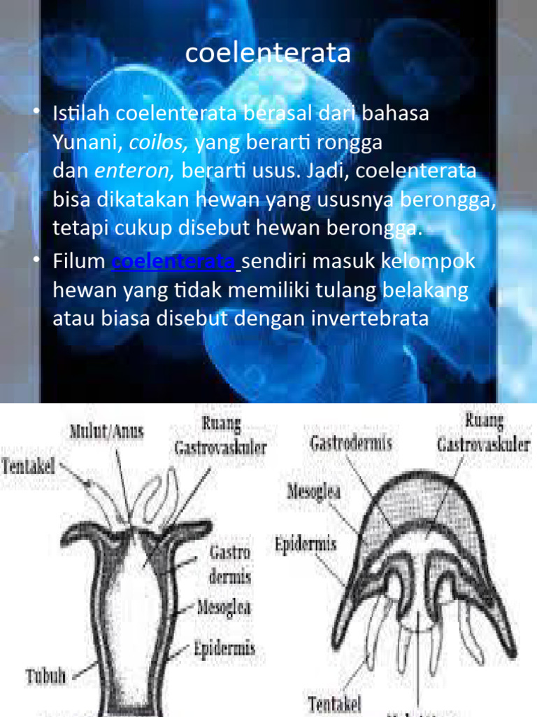 scypozoa-pelms-pdf