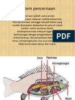 Sistem Pencernaan Fikram