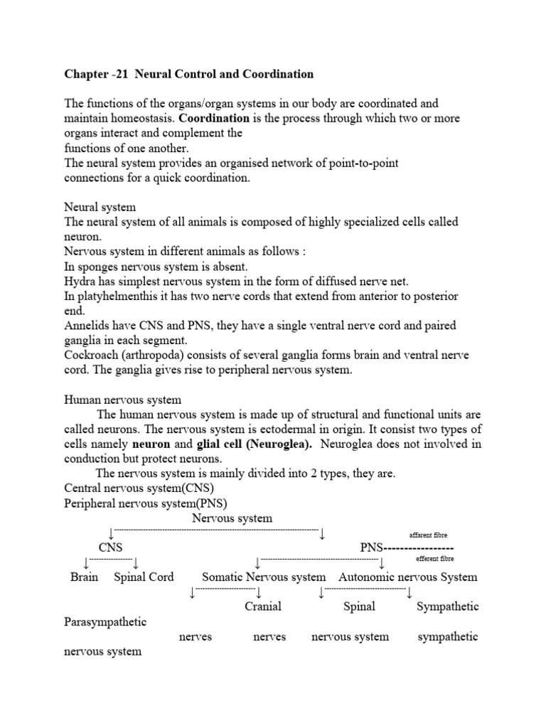Neural Control and Coordination Overview | PDF | Chemical Synapse ...