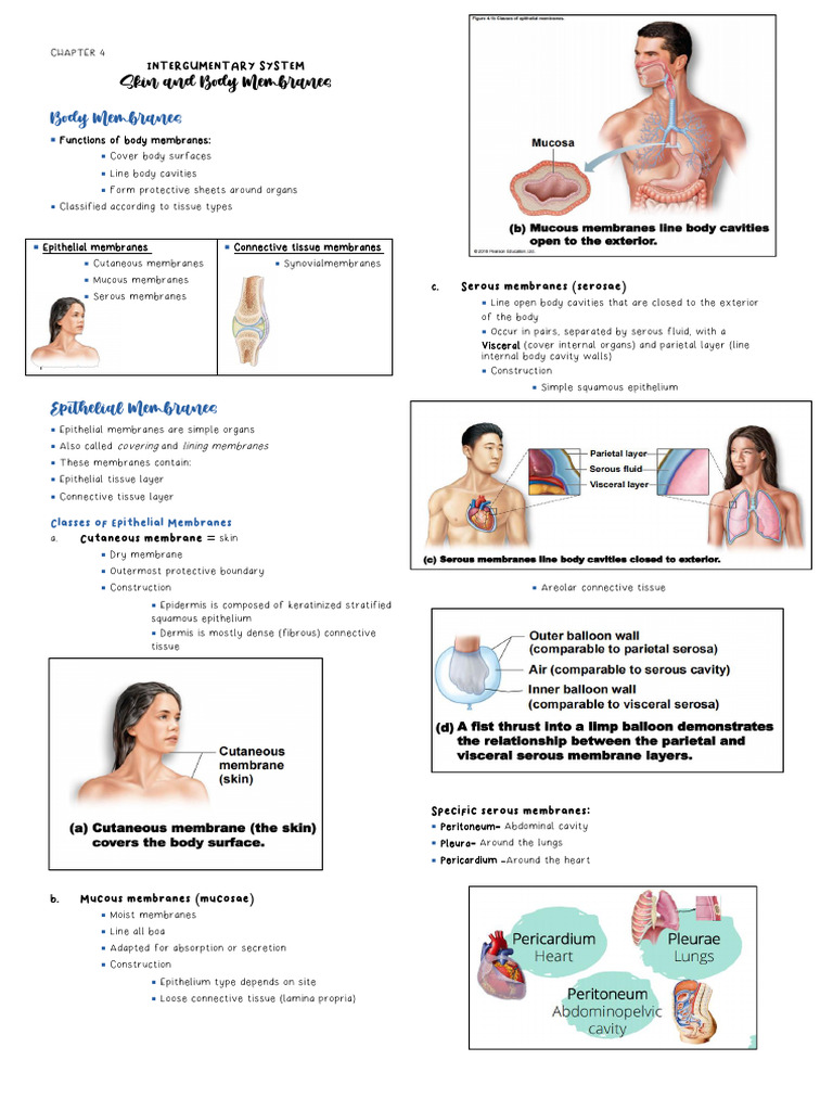 BMED 105 Intergumentary System (NOTES) | PDF | Skin | Integumentary System
