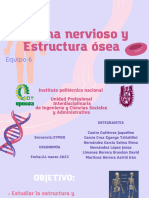 Sistema Nervioso Estructura Ósea