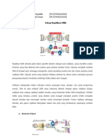 Tahap Replikasi DNA