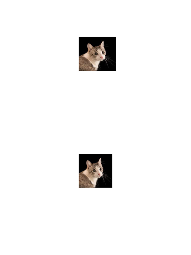 Meow | PDF