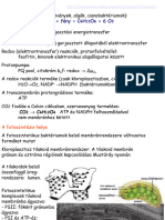 13 Fotoszintézis