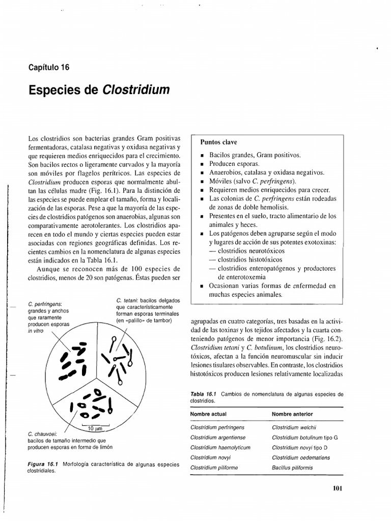 Microbiologia y enfermedades infecciosas veterinarias quinn markey 1