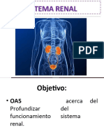 Sistema Renal Octavo