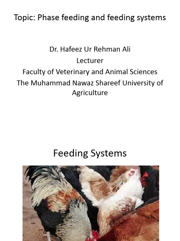 Phase Feeding Strategies for Layers | PDF | Egg As Food | Broiler