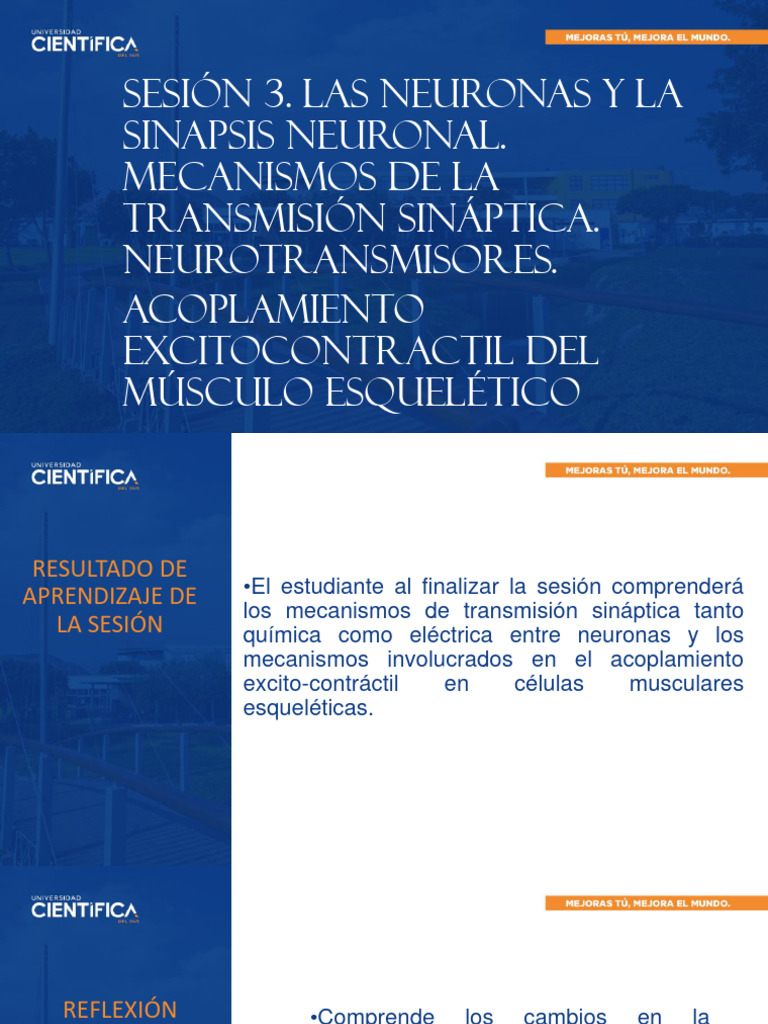 Neuronas, Sinapsis y Acoplamiento Muscular | PDF | Sinapsis | Neurona