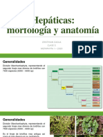 Clase 5 Hepaticas 1