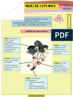 LasPlantasYpartes 3y4primaria