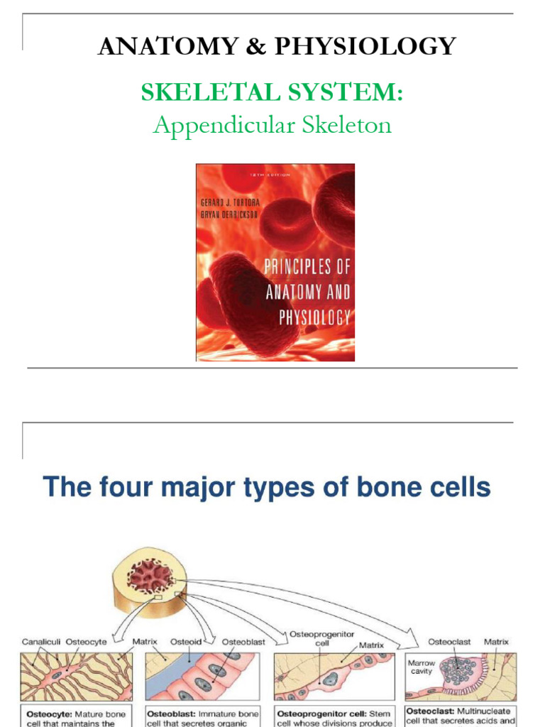 Appendicular Skeleton | PDF