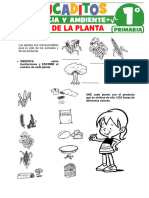 6 Partes-de-la-Planta-para-Primer-Grado-de-Primaria