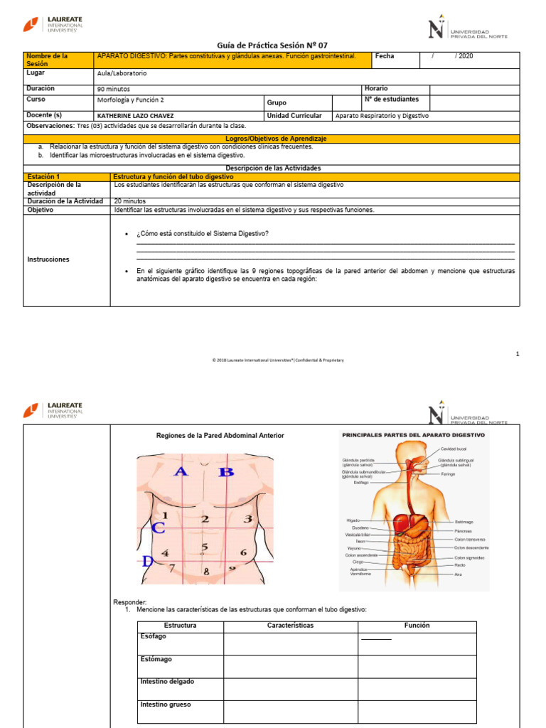 Guia 7 Ap Digestivo Pdf Sistema Digestivo Humano Tracto