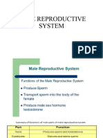 Male Reproductive System New