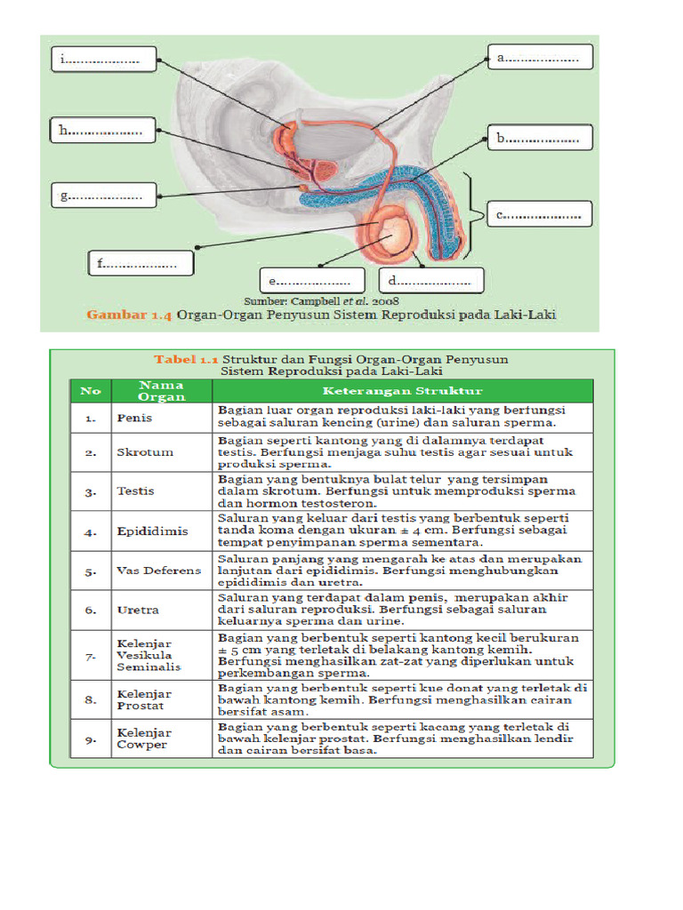 Ringkasan Organ Reproduksi Laki-Laki | PDF