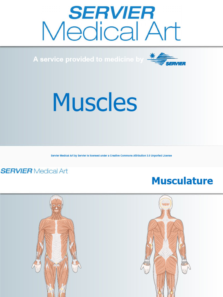 Muscles-1 | PDF