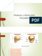 Clase Huesos y Músculos Faciales
